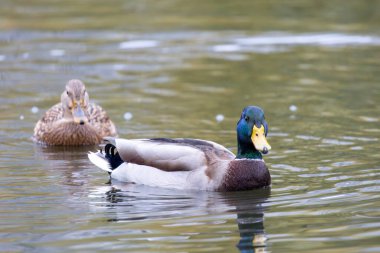 2024 gölündeki ördekler