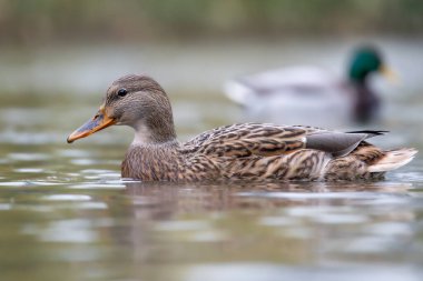 2024 gölündeki ördekler