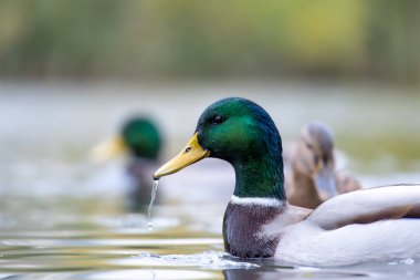 2024 gölündeki ördekler