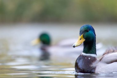 2024 gölündeki ördekler