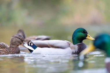 2024 gölündeki ördekler