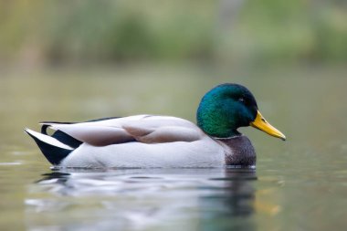 2024 gölündeki ördekler