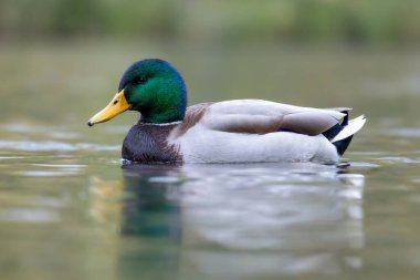 2024 gölündeki ördekler