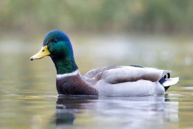 2024 gölündeki ördekler