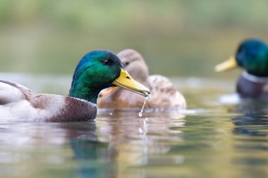 2024 gölündeki ördekler