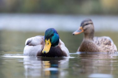 2024 gölündeki ördekler