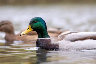 2024 gölündeki ördekler