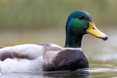 2024 gölündeki ördekler