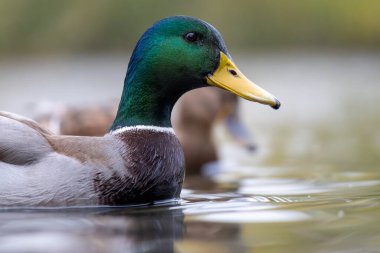 2024 gölündeki ördekler