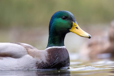 2024 gölündeki ördekler