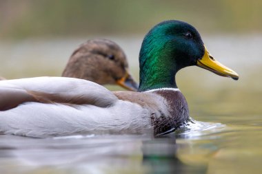 2024 gölündeki ördekler