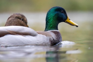 2024 gölündeki ördekler