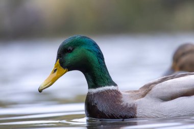 2024 gölündeki ördekler