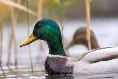 2024 gölündeki ördekler
