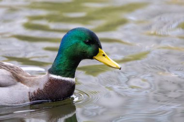 2024 gölündeki ördekler