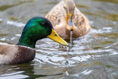 2024 gölündeki ördekler