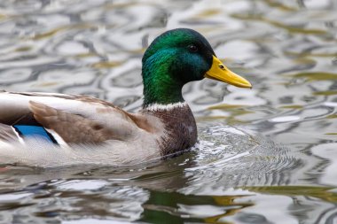 2024 gölündeki ördekler