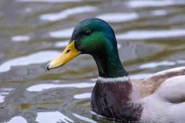 2024 gölündeki ördekler