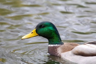 2024 gölündeki ördekler