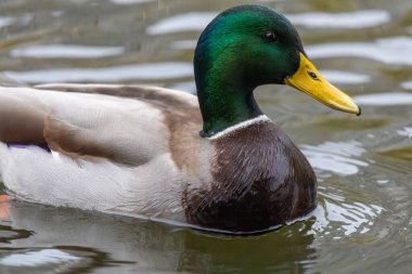 2024 gölündeki ördekler