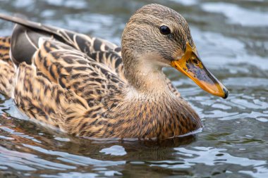 2024 gölündeki ördekler