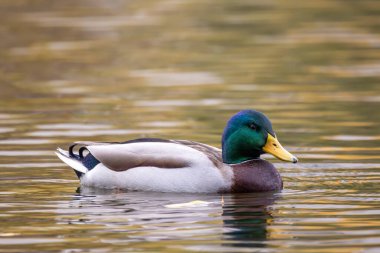 2024 gölündeki ördekler