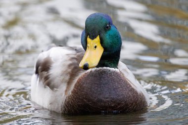 2024 gölündeki ördekler