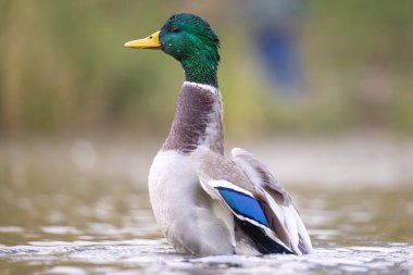 2024 gölündeki ördekler