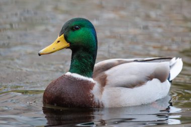 2024 gölündeki ördekler