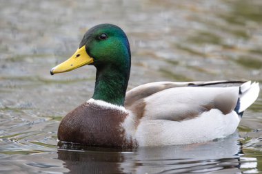 2024 gölündeki ördekler