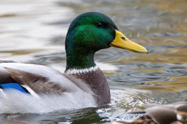 2024 gölündeki ördekler