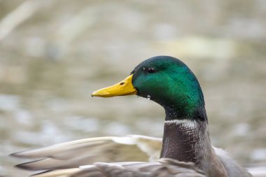 2024 gölündeki ördekler