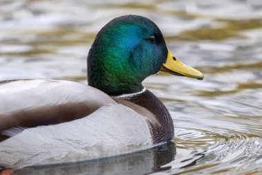 2024 gölündeki ördekler