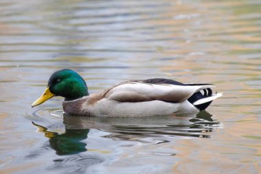 2024 gölündeki ördekler