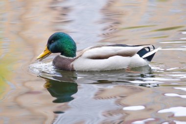 2024 gölündeki ördekler