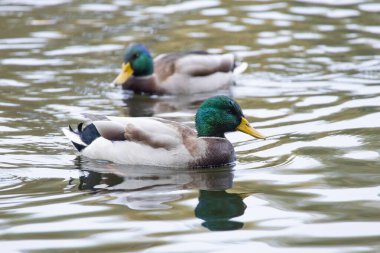 2024 gölündeki ördekler