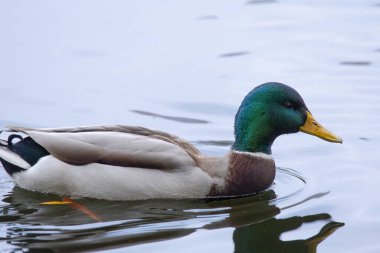 2024 gölündeki ördekler