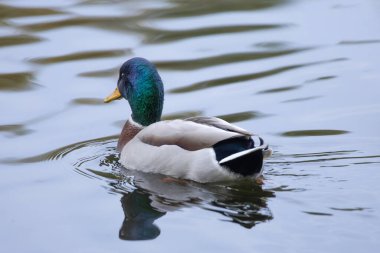 2024 gölündeki ördekler