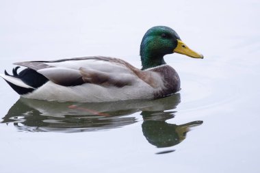 2024 gölündeki ördekler