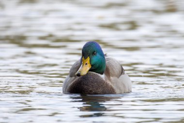 2024 gölündeki ördekler