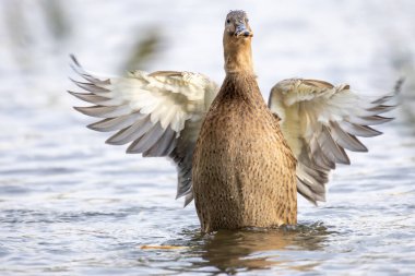 2024 gölündeki ördekler
