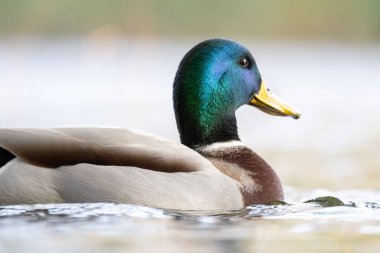 2024 gölündeki ördekler