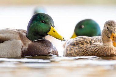 2024 gölündeki ördekler