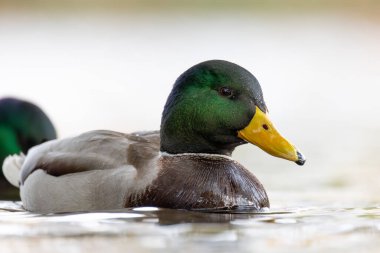 2024 gölündeki ördekler