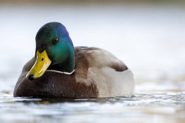 2024 gölündeki ördekler