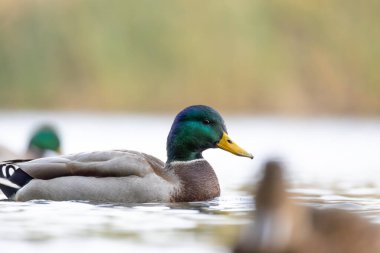 2024 gölündeki ördekler