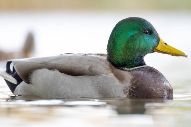 2024 gölündeki ördekler