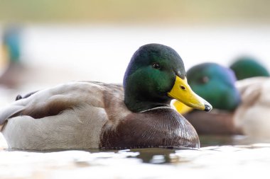 2024 gölündeki ördekler