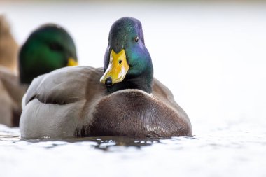 2024 gölündeki ördekler