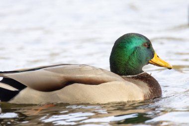 2024 gölündeki ördekler